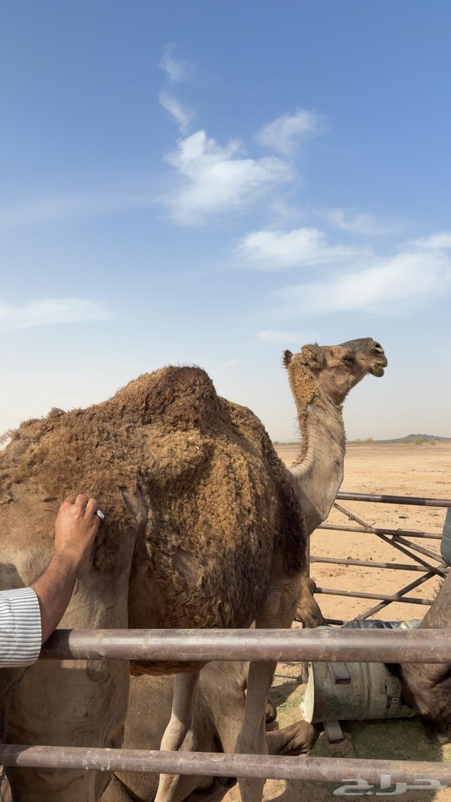 Red Al-Fatir for sale64119937453699112