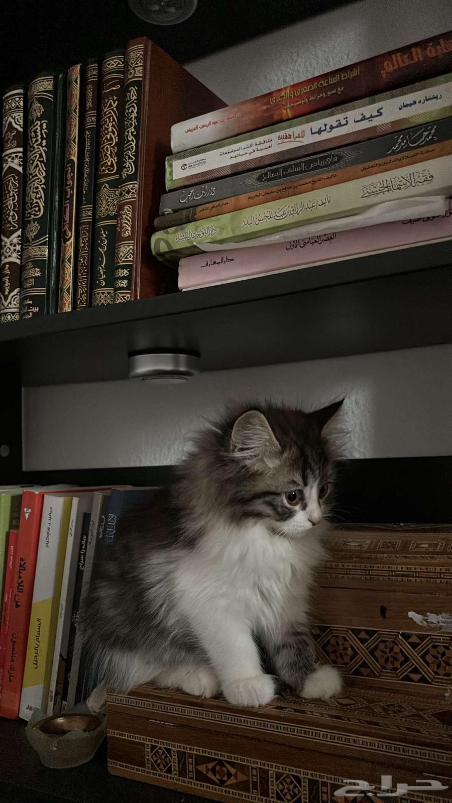 Persian kittens for sale63619151300994114