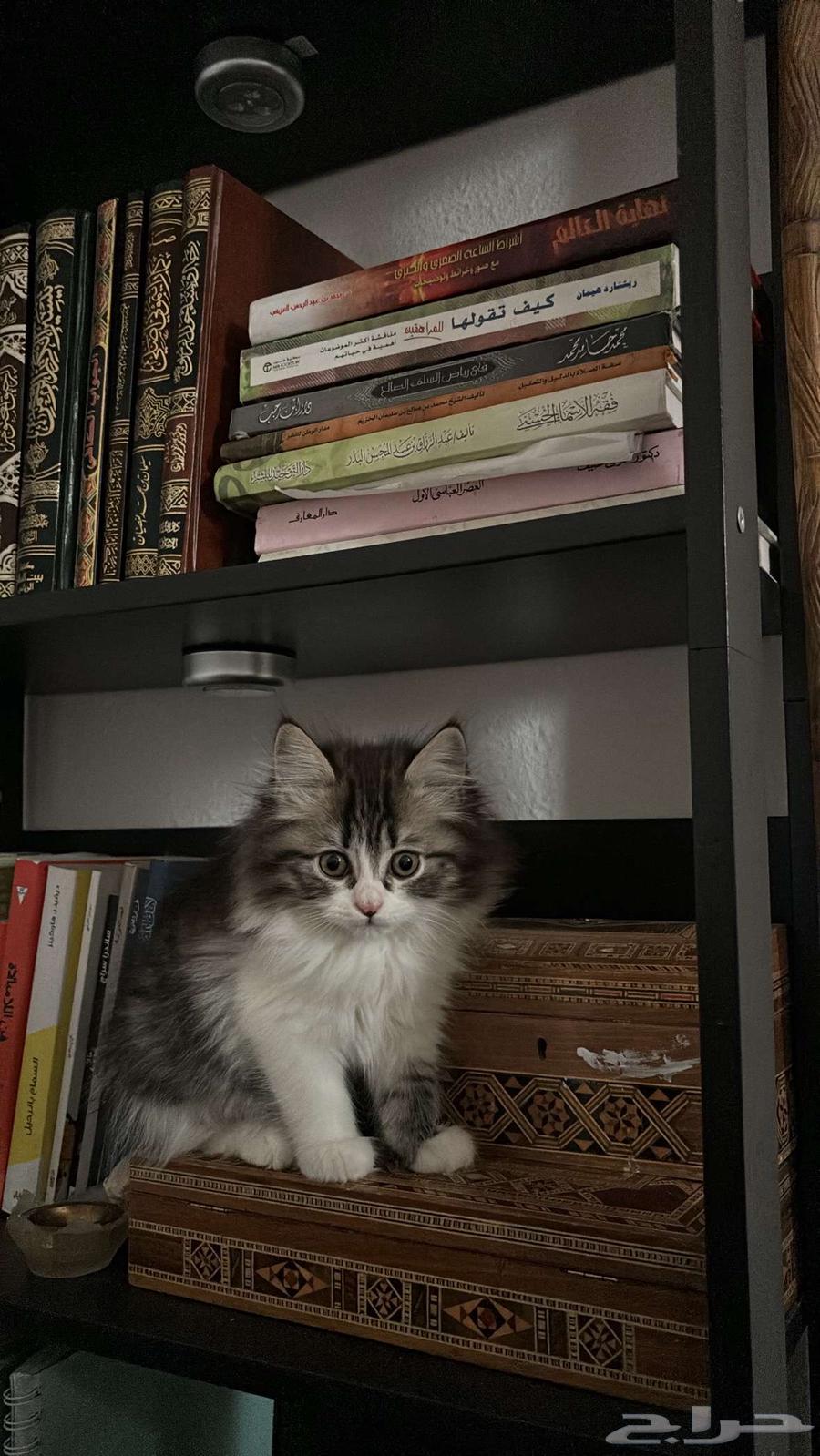 Persian kittens for sale63619151300994113