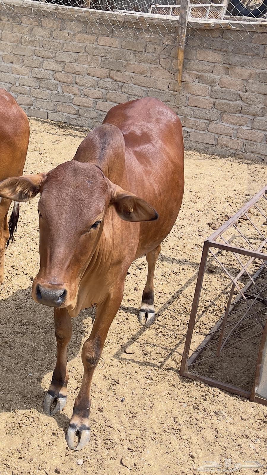Quarter Sale of Sheep64106449608066111
