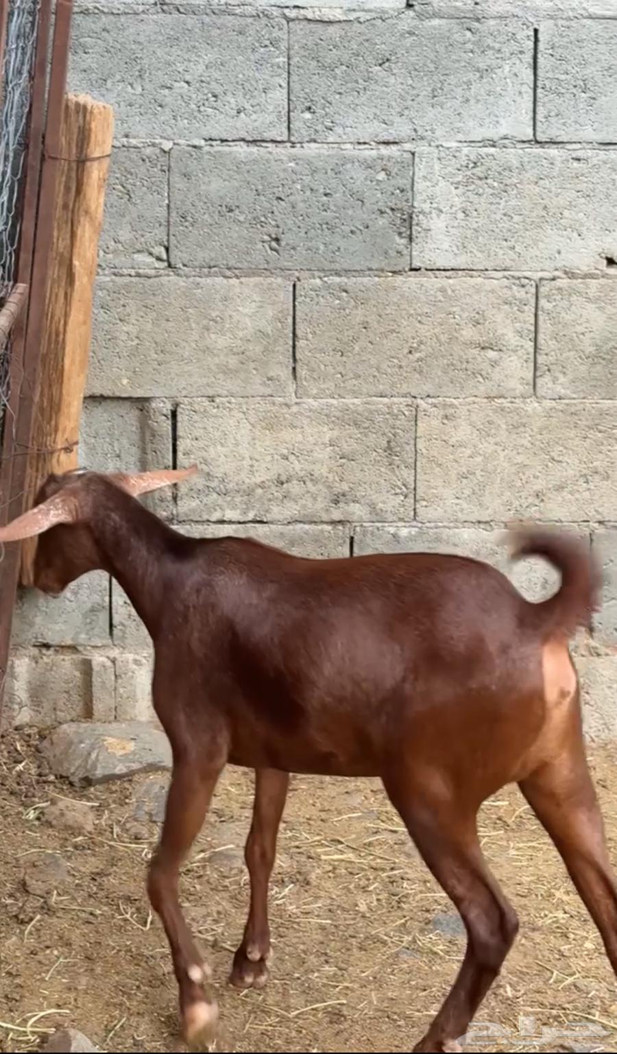 Two Rams for Sale64114206056833111