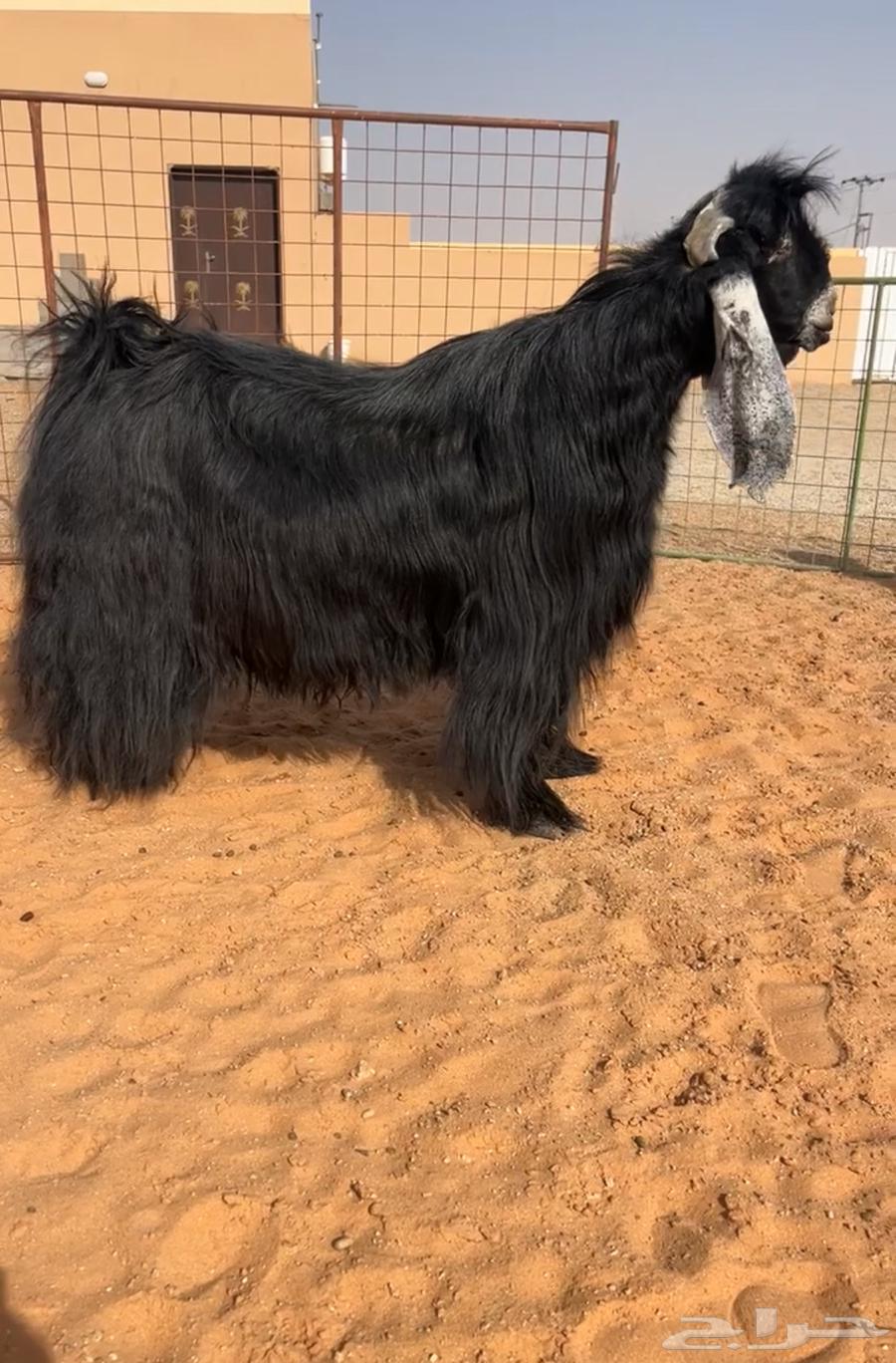 Rare breed buck goat for sale64104513479041110
