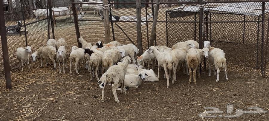 Sheep64111417651969110