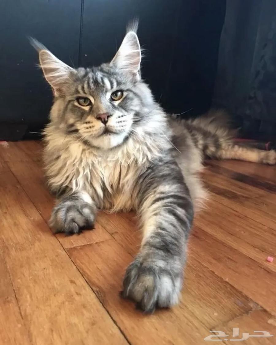 Giant Maine Coon and Bengal Cats Strong Lines for Sale64102484051074110