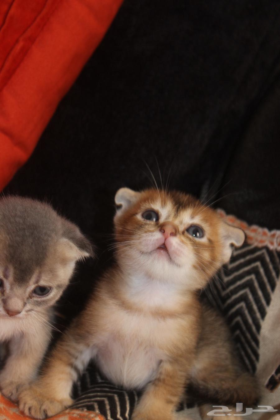 Scottish and British kittens for sale, imported from mother for sale63722617279619114