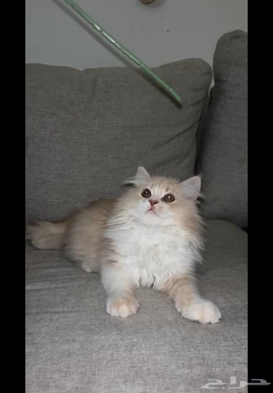 Persian kittens for sale63619151300994111