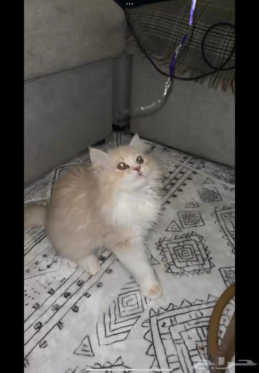 Persian kittens for sale63619151300994112