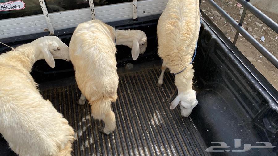 (3) رخيل حريات عمر 6-864102284957698111