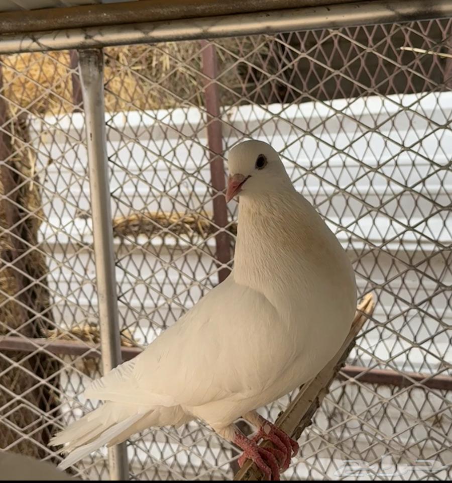 Four pairs of pigeons64110963759490114
