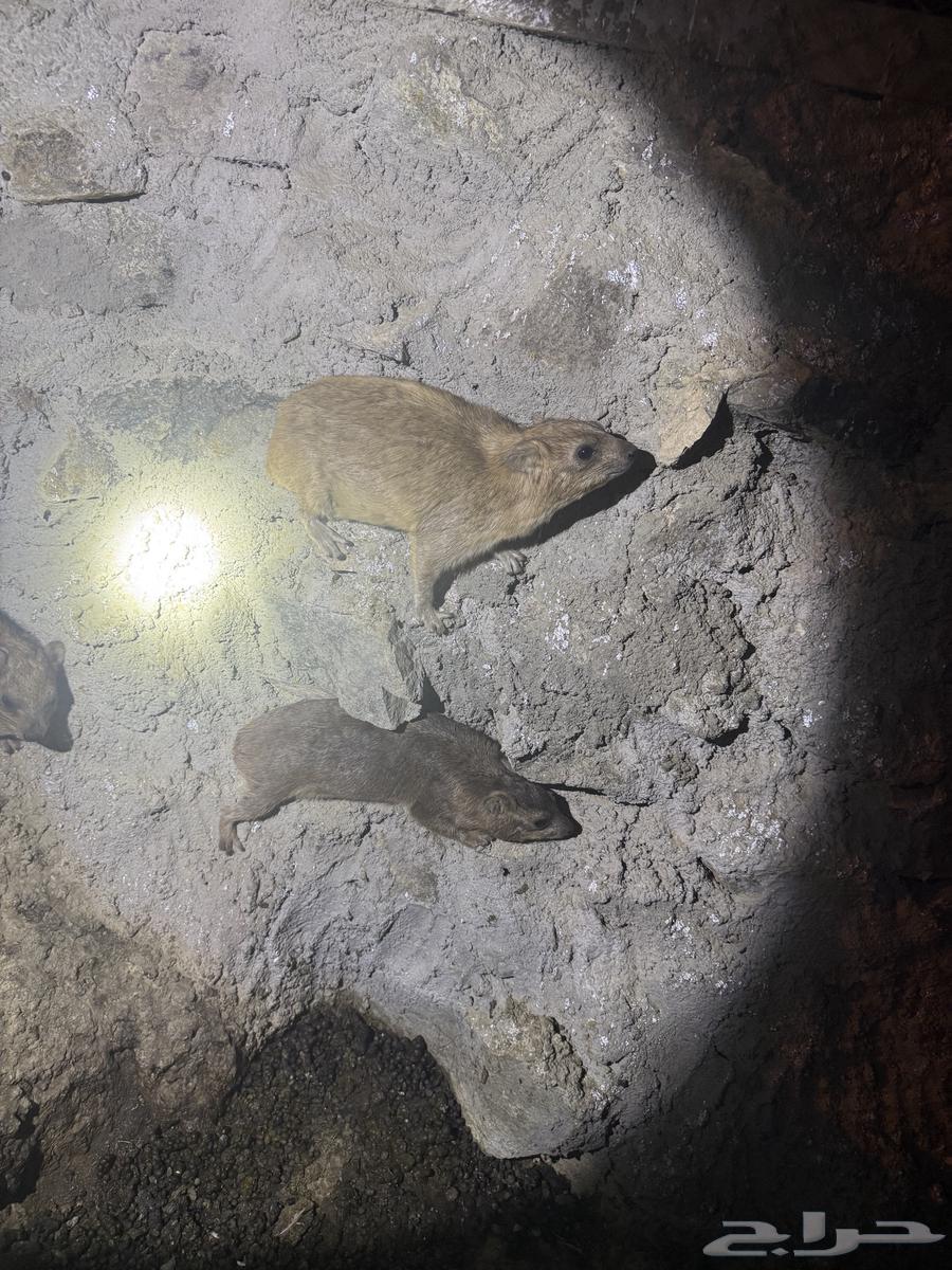 و ب ر ا ن جنوبيه محميه عدد 5264348714300033111