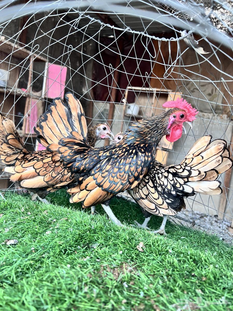 Copper Chicken Sprite Set64107706682369112