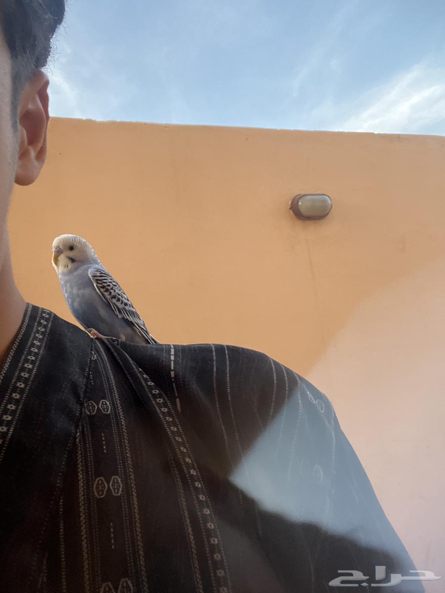 A 4-month-old lovebird, very tame64100764294274112