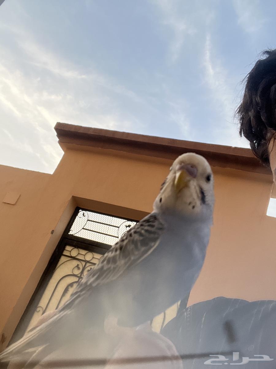 A 4-month-old lovebird, very tame64100764294274111
