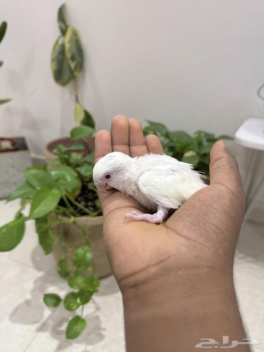 Day-old chicks (for sale)64116736345346113