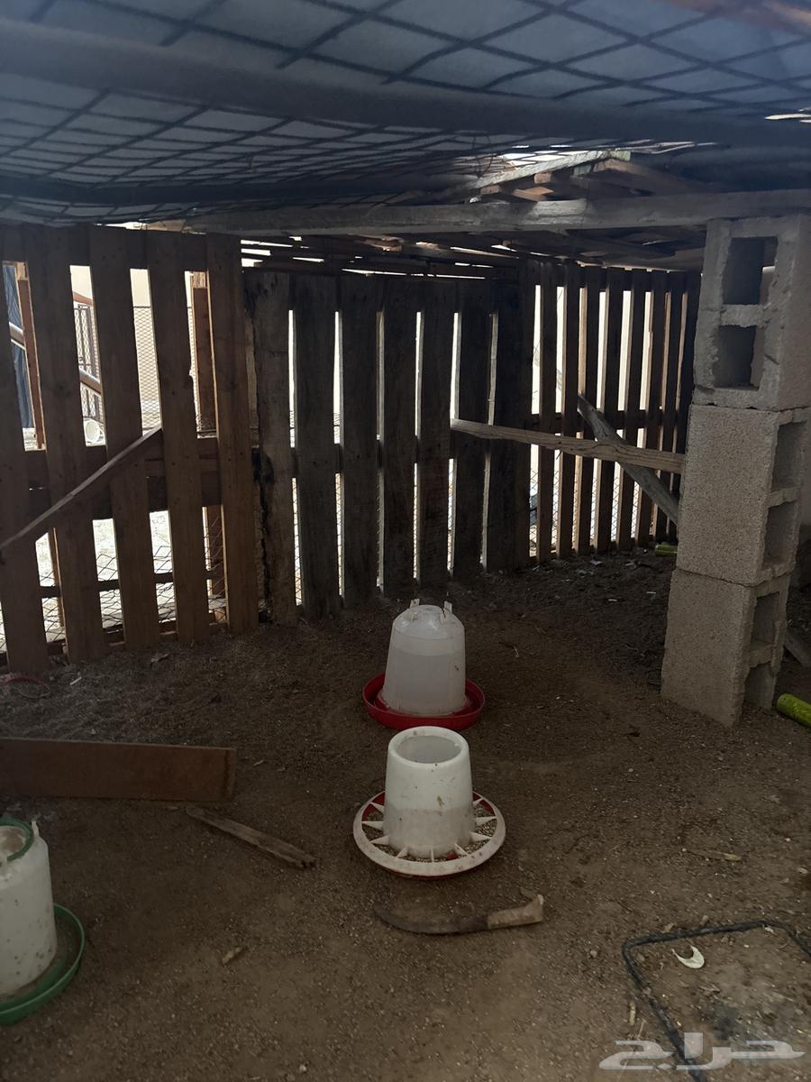 Balakish for sale 14 balakish64100763968515112