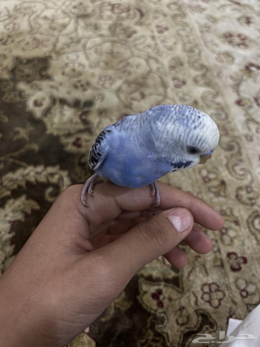 A 4-month-old lovebird, very tame64100764294274113