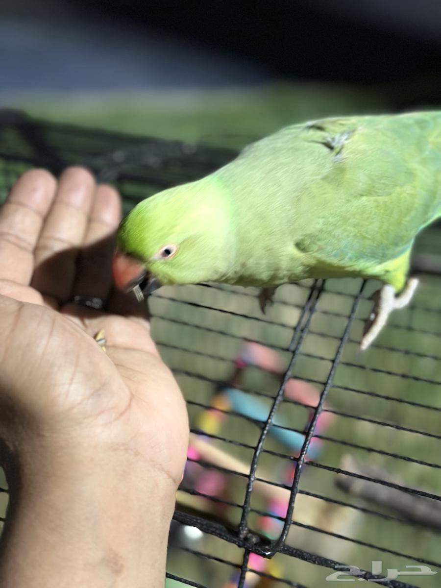 Female parrot for sale64099257417473111