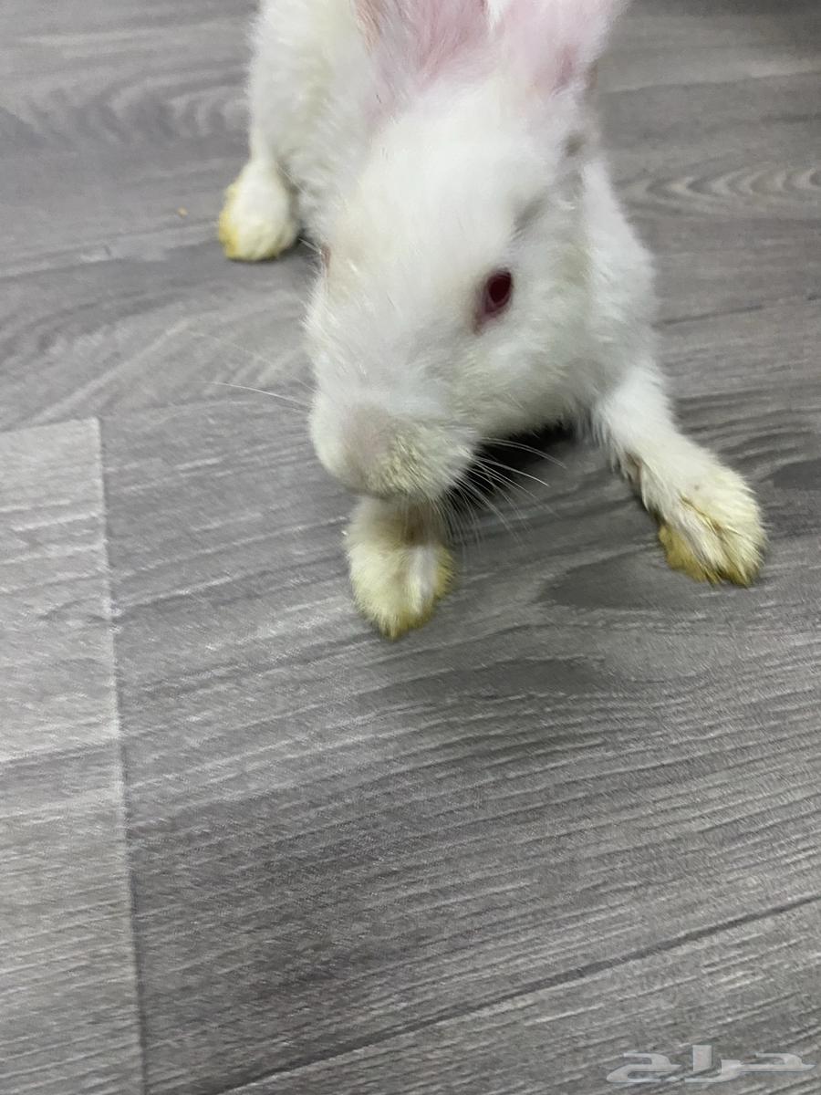 Rabbits for sale64115076537985112