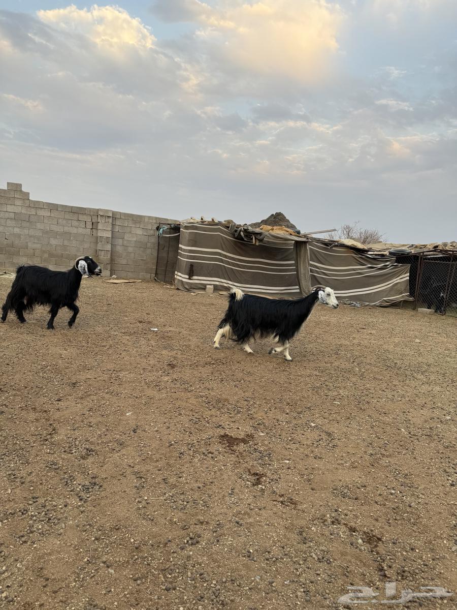 Goat Sale, Hayil Fat64114575770242112