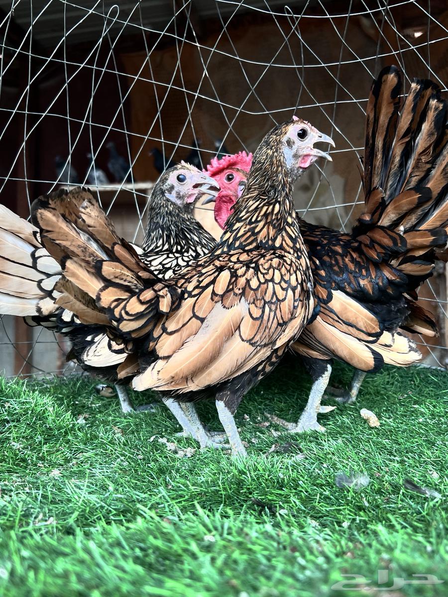 Copper Chicken Sprite Set64107706682369110