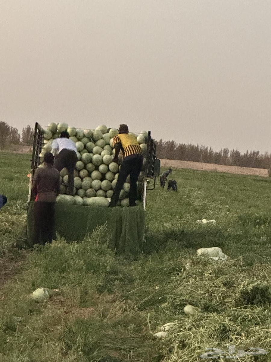 بطيخ ابيض و اخضر جاكي64116301390338110
