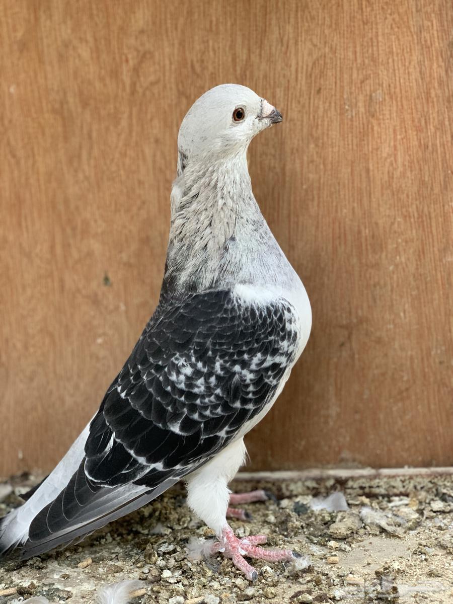 Pigeon for sale64115266931201111