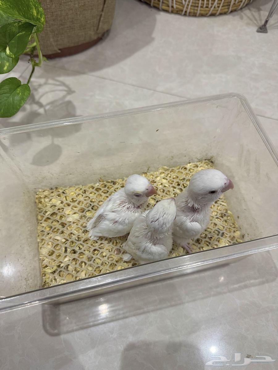 Day-old chicks (for sale)64116736345346110