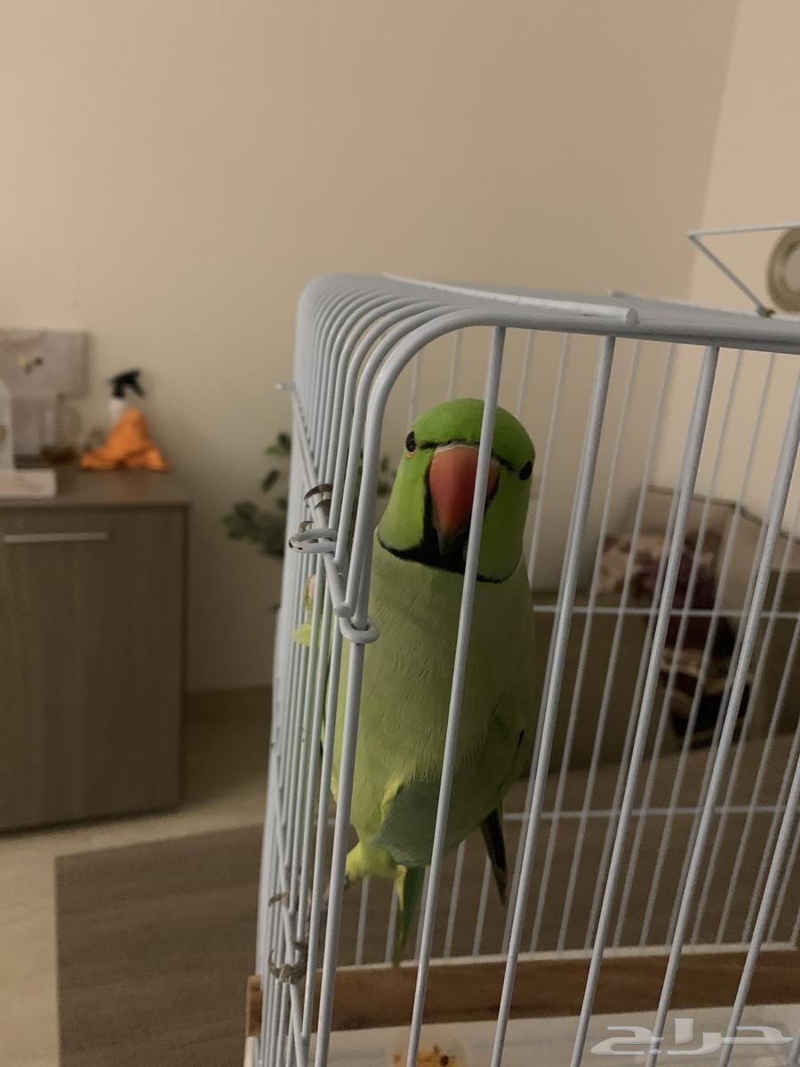 Parrot hobbies mobile and talk about it64115583335170111