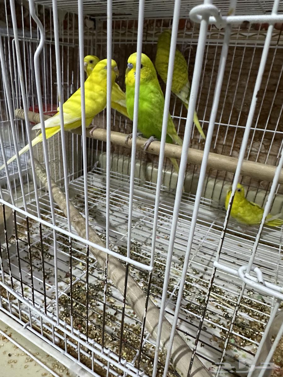 Budgerigars for sale64114972817153110