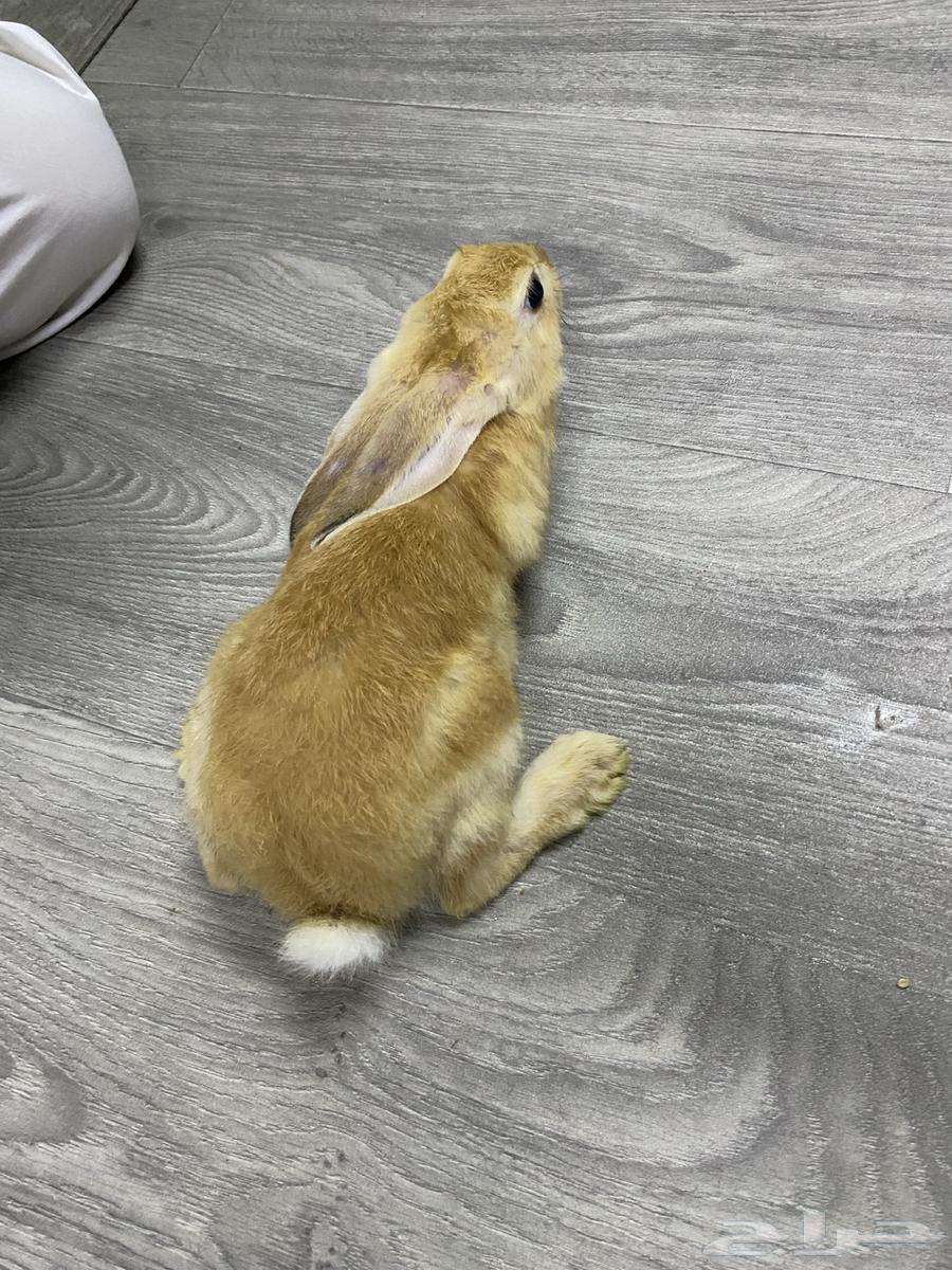 Rabbits for sale64115076537985114