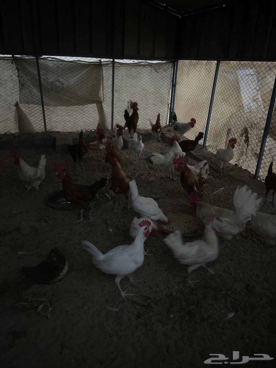 دجاج فيومي ( تم البيع )63731250025859113