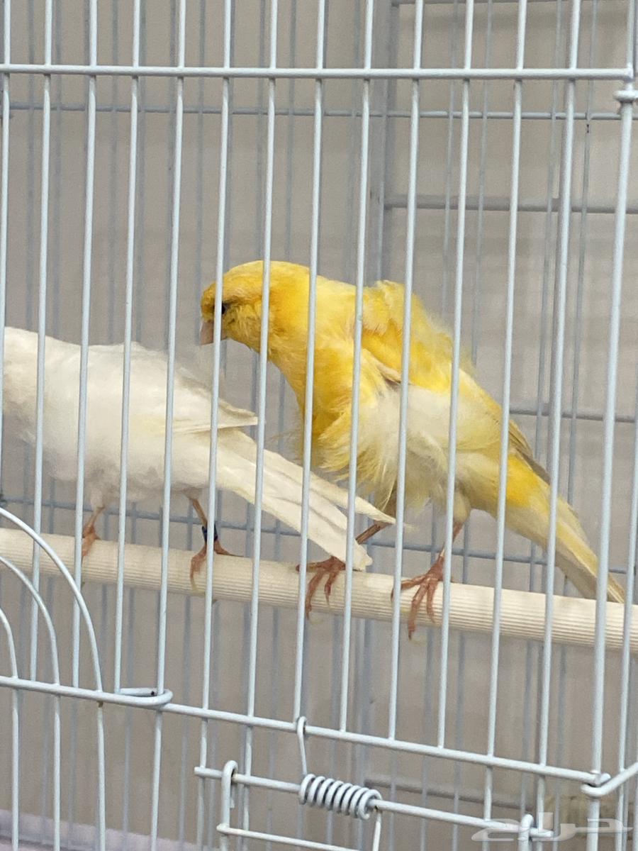 Yellow and white twisted canary, sold64105082525955111