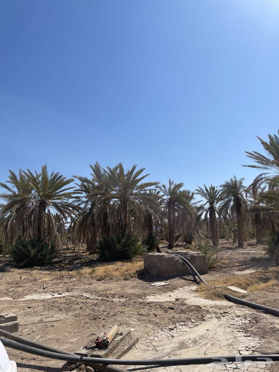 نخل مثمر للبيع64116417538690113