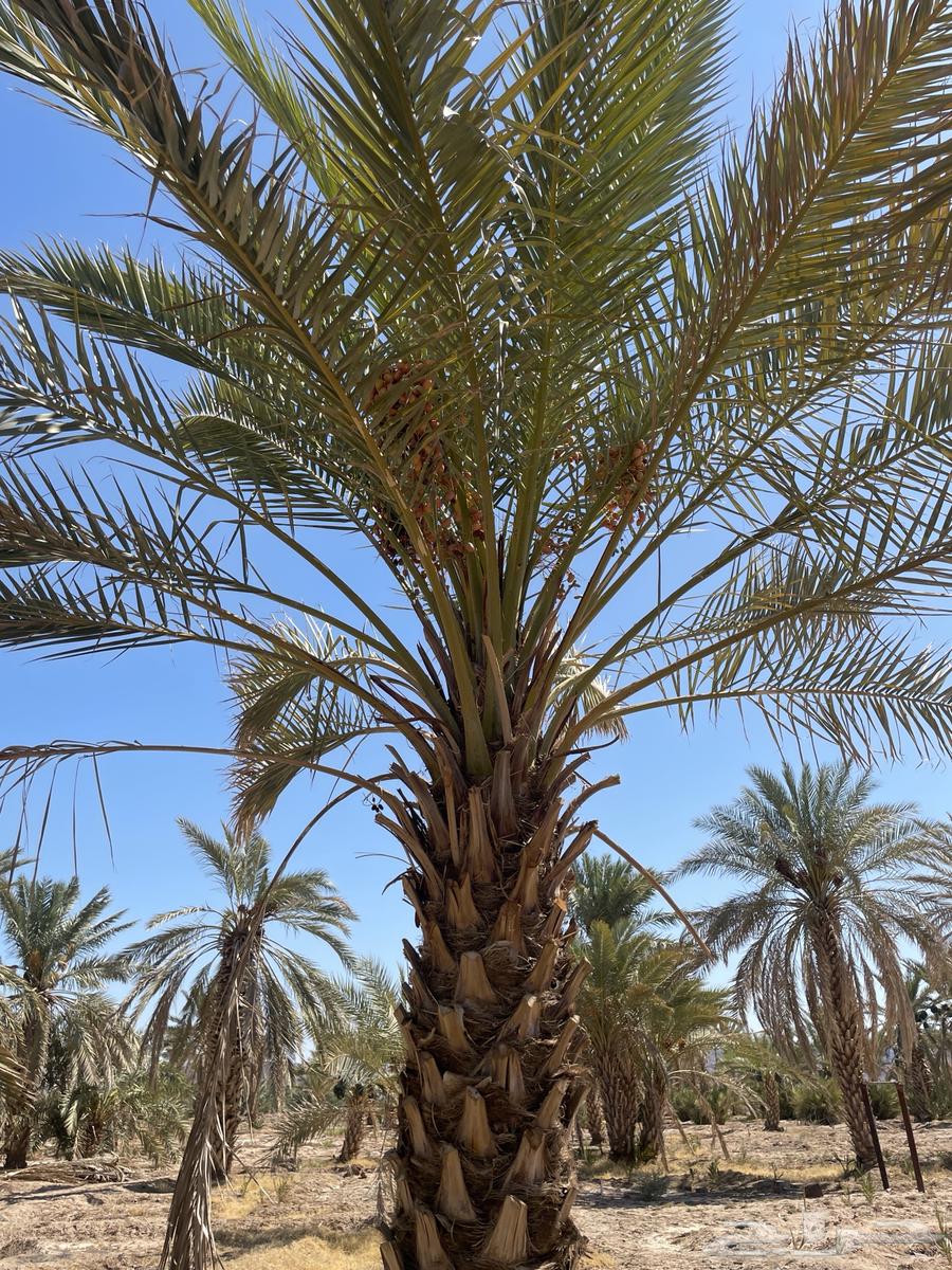 نخل مثمر للبيع64116417538690114