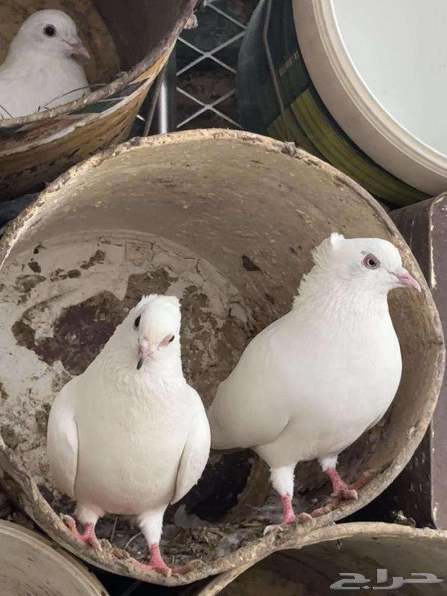 Four pairs of pigeons64110963759490113