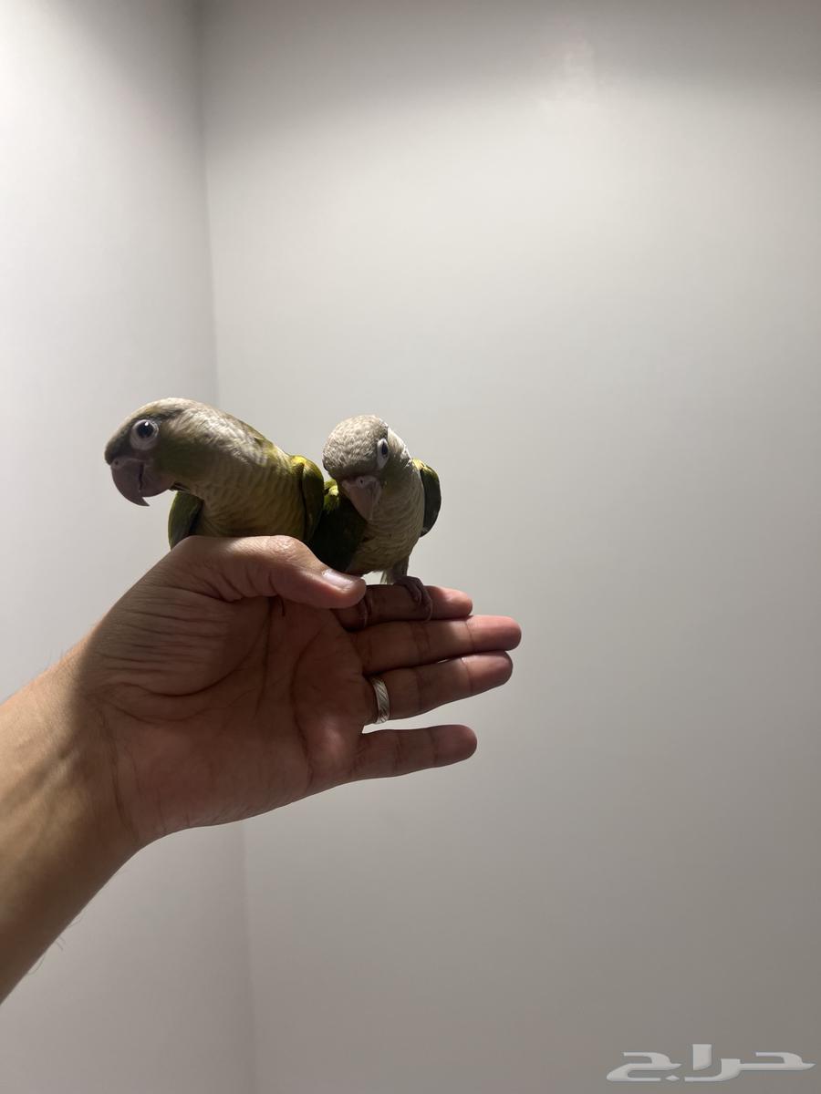 Pineapple dog64118896799234111