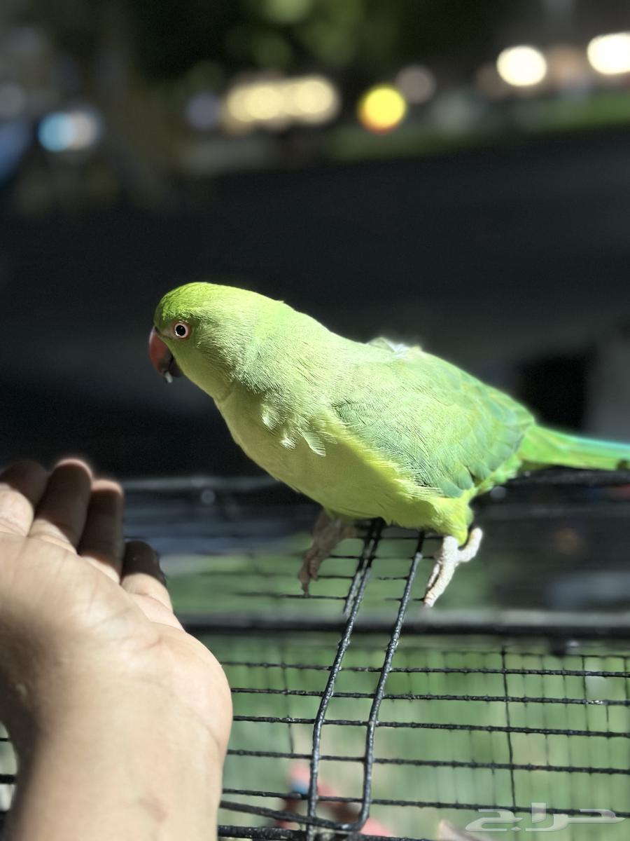 Female parrot for sale64099257417473110