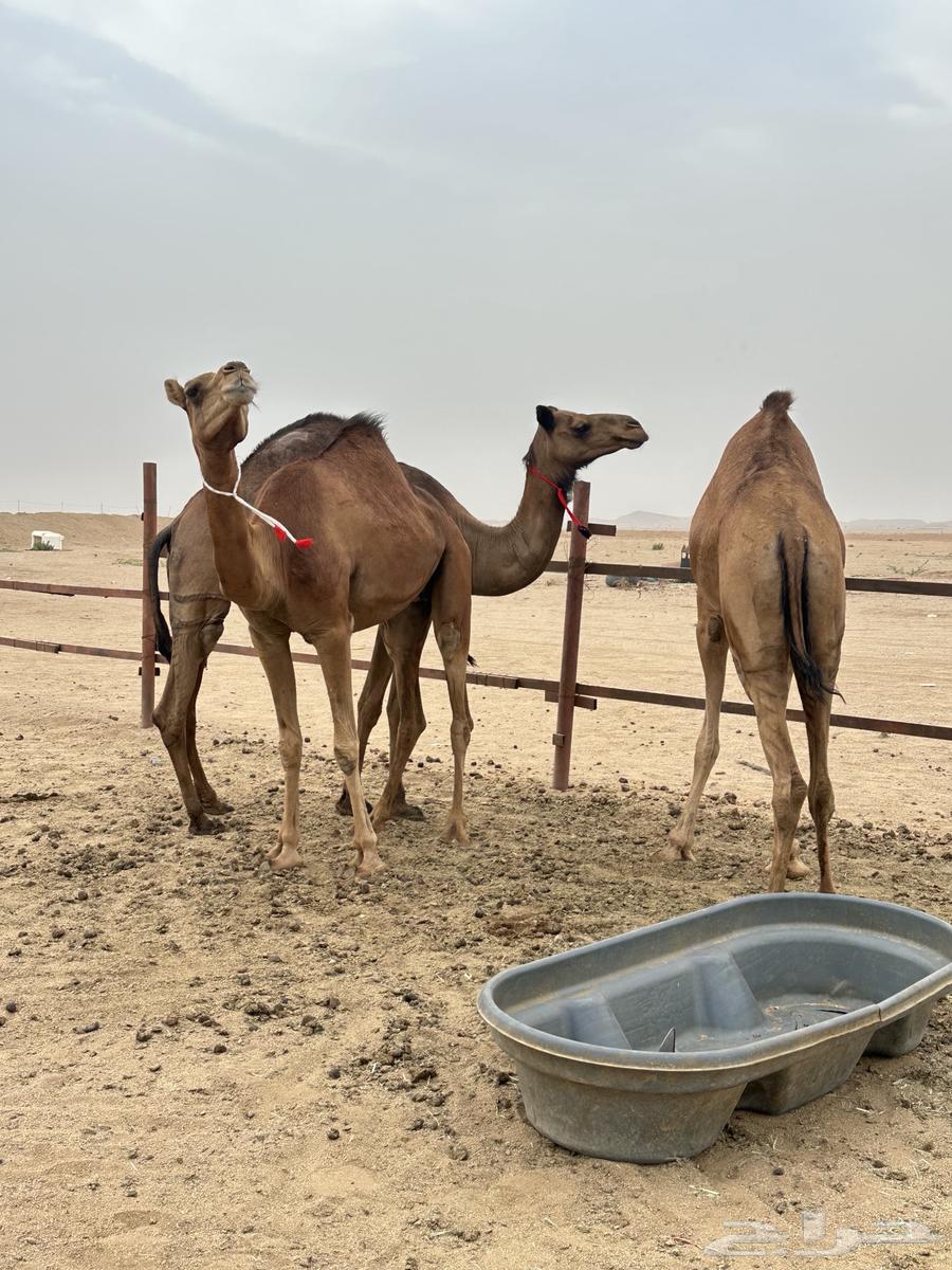 بكار سواحل طيبات ( تم البيع )64184843977730111