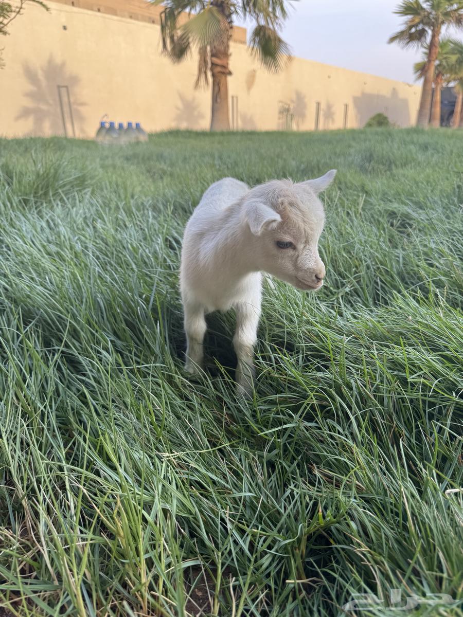 Dwarf goat for sale64112453962369110