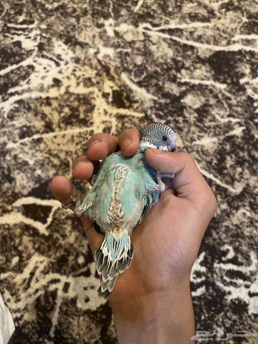 Blue budgerigar chick (50 SAR limit) sold)64105983804033112
