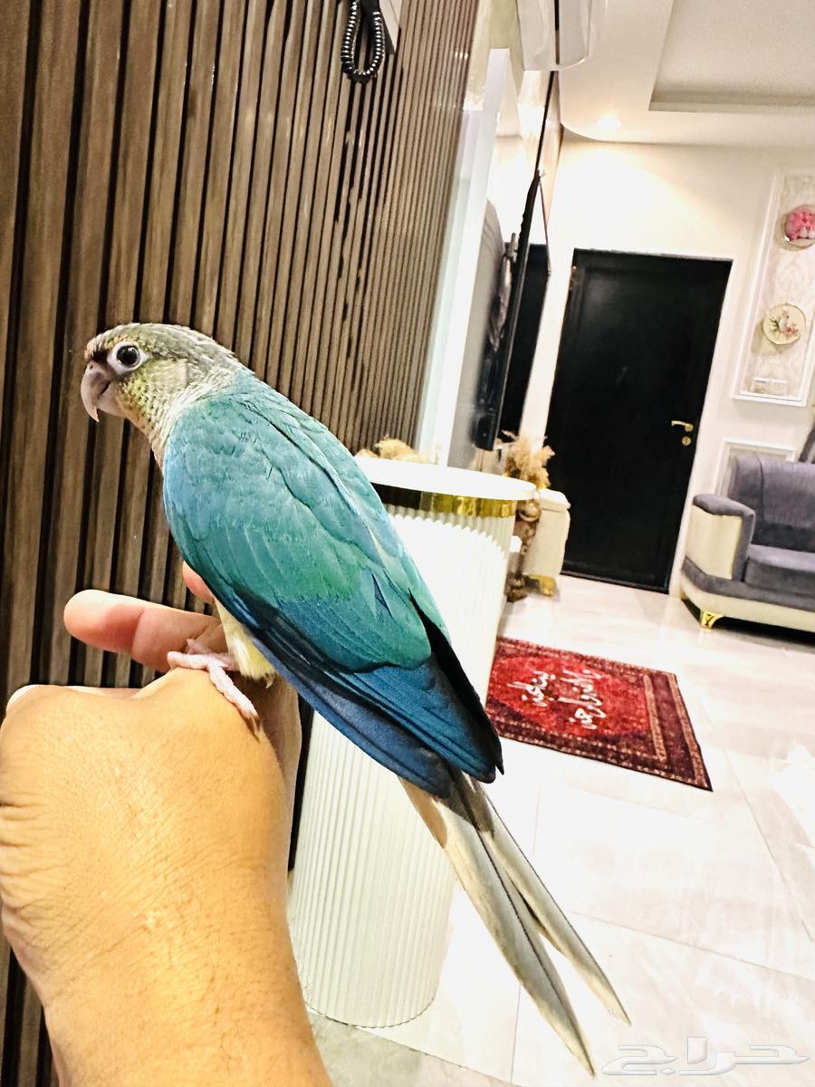 Chickens Kenjoor Yelosayd (Turquoise)64109338312450110