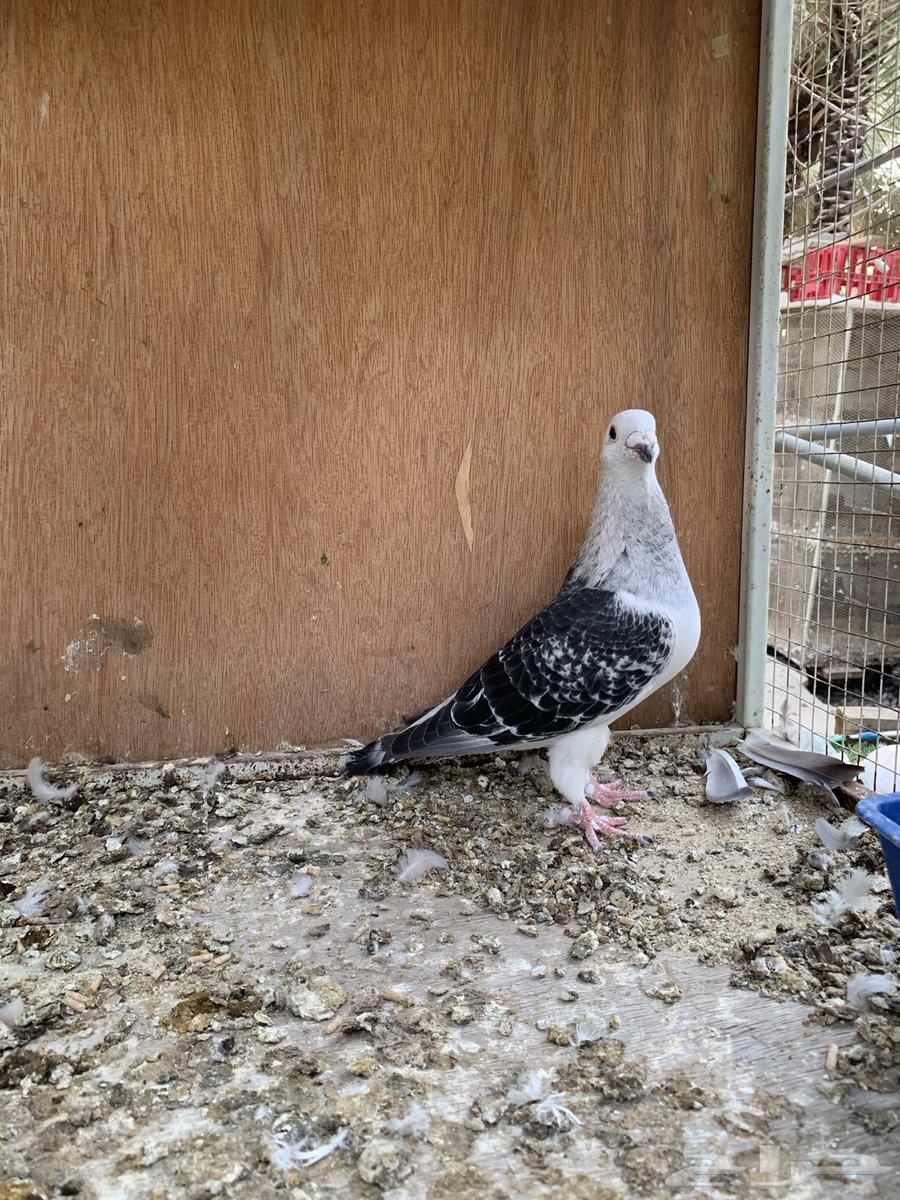 Pigeon for sale64115266931201110