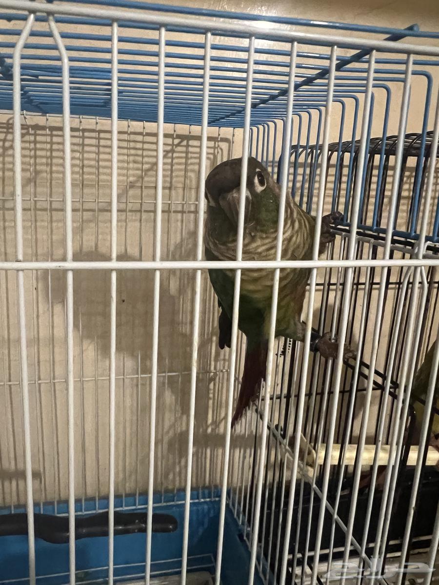 Canary birds. Males for sale.64117623100418110
