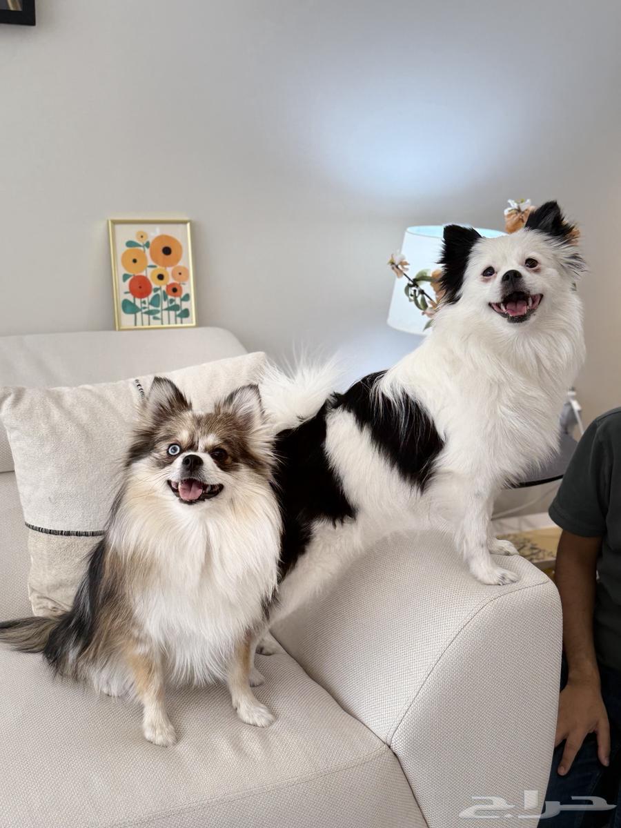 Kakouzi - Pomeranian Regular Size ( Sold )64102372148355113