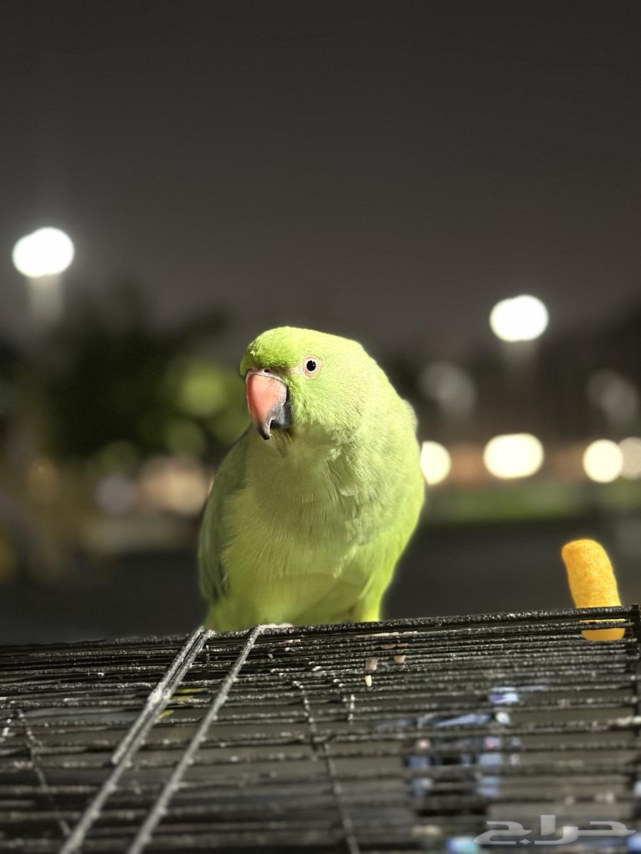 Female parrot for sale64099257417473114