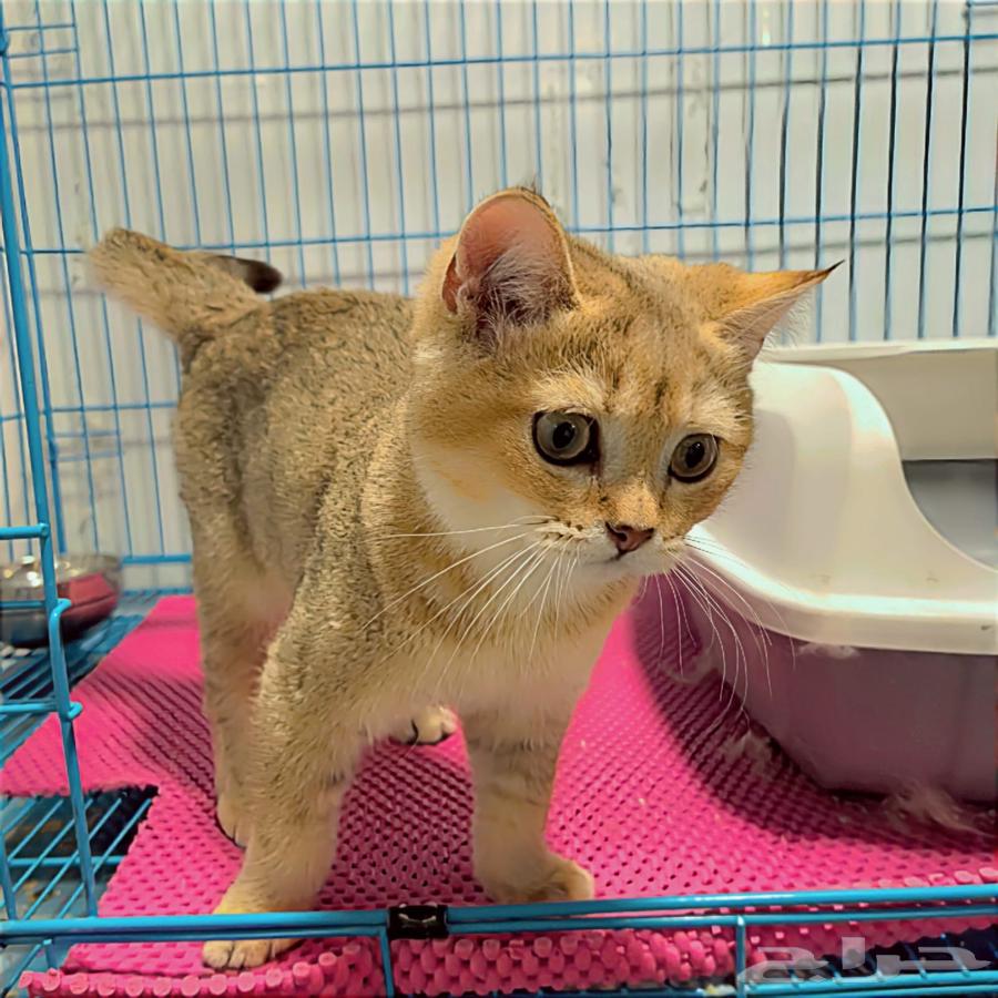 British Short Hair NY11 Kitten for Sale64117814189569110
