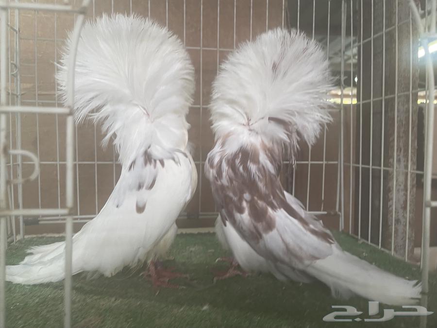 مجموعة بلاجيك جاكوبين64101717000579110