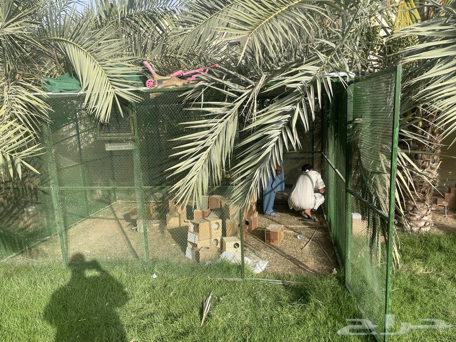شبك بقلاوه اخو الجديد 4 في 364107302788483112