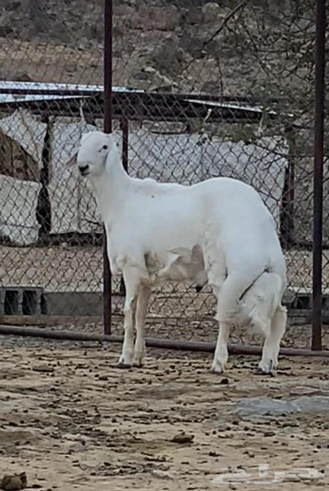 TSE ram breeding project from Shahrane sheep breed64119556571650110
