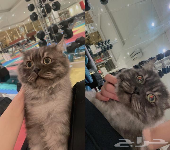 Cat for sale64117717902338110